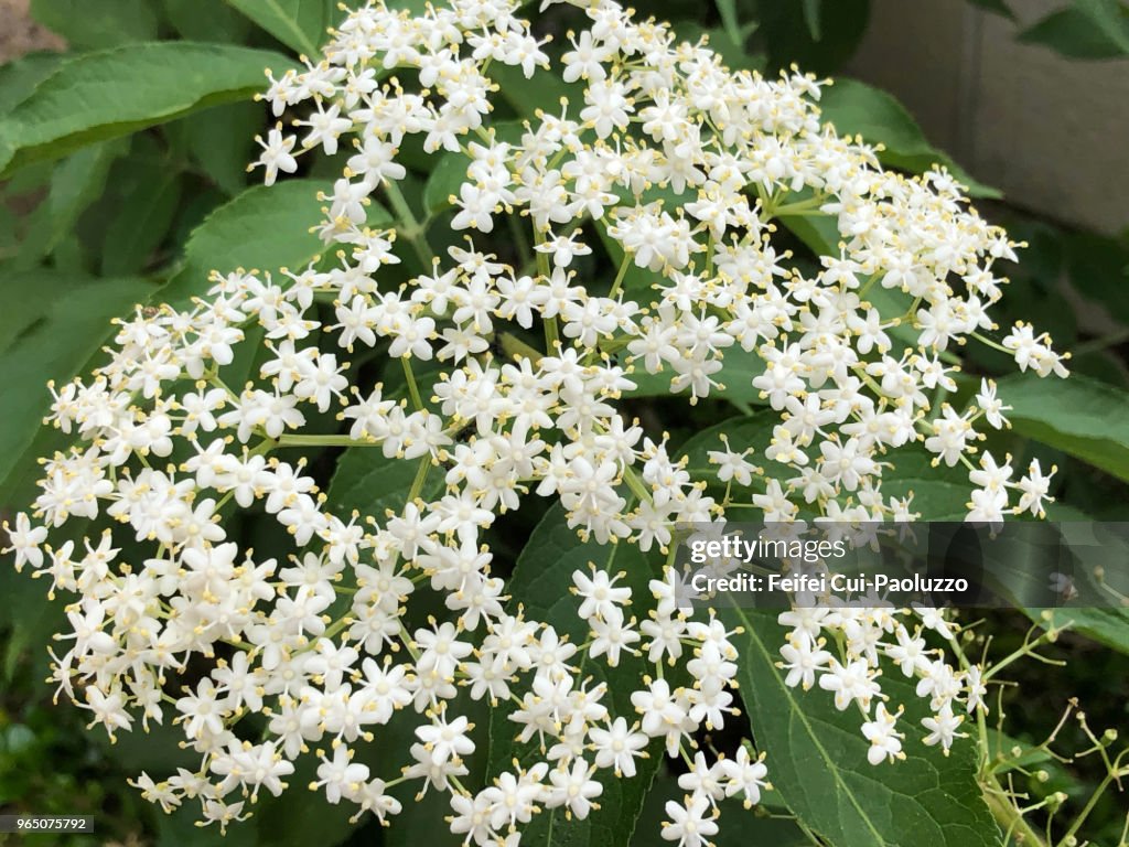 Sambucus nigra flowers