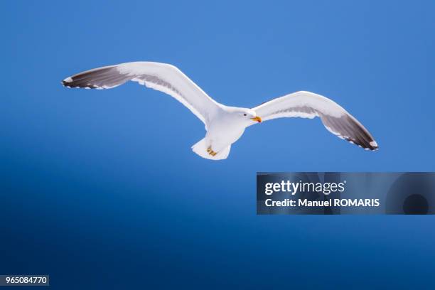 kelp gull, lemaire channel, antactica - kelp gull stock pictures, royalty-free photos & images