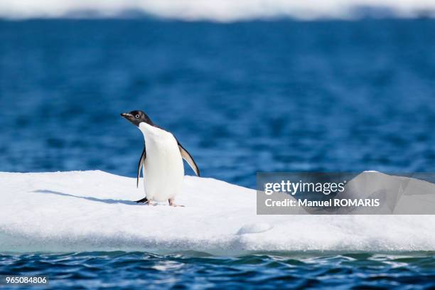 adelie penguin, plenau island, lemaire channel, antarctica - penguin island imagens e fotografias de stock