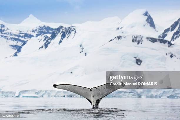 humpback whale at dorian bay, antarctica - antartide foto e immagini stock