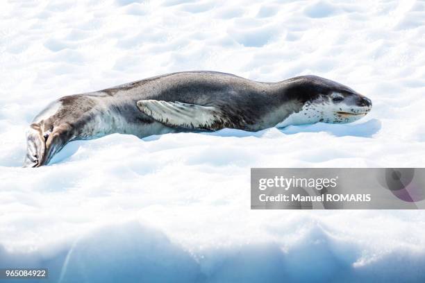 leopard seal, danco island, antarctica - ヒョウアザラシ ストックフォトと画像