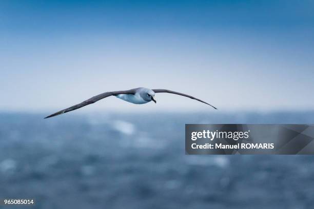 grey-headed albatross, drake passage, antarctica - albatross stock pictures, royalty-free photos & images