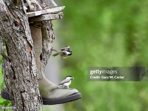 chickadee - chickadee nest stock pictures, royalty-free photos & images