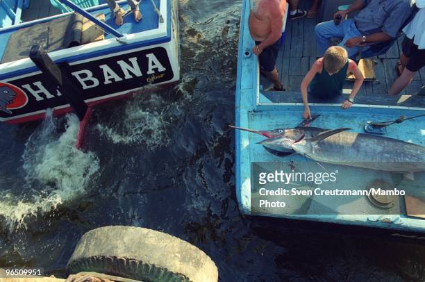 Cuban fishermen bring ashore a Blue Marlin, in the little fishermen village Cojimar, on June 13 in Havana, Cuba. The American writer and journalist...