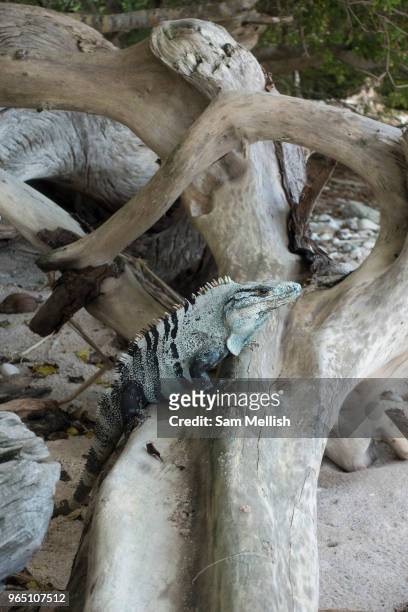 Black Spiny-tailed Iguana perched on driftwood in the Curú Wildlife Reserve on the Nicoya Peninsula on the 4th November 2016 in Costa Rica, Central...