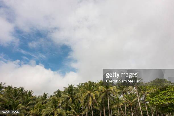 Palm trees at Playa Santa Teresa in Malpais on the Nicoya Peninsula on the 9th November 2016 in Costa Rica, Central America. Malpais is a town in...