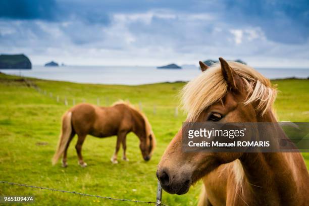 icelandic horses - westman islands stock pictures, royalty-free photos & images