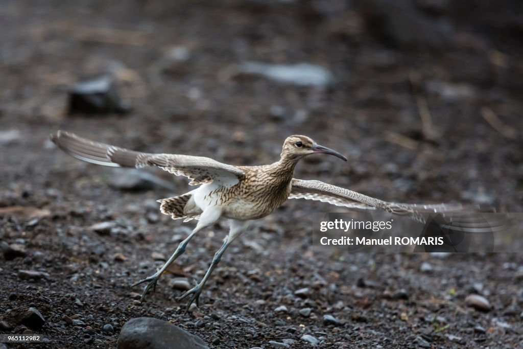 Whimbrel flying