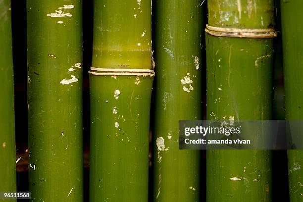 bamboo - ubatuba stock pictures, royalty-free photos & images