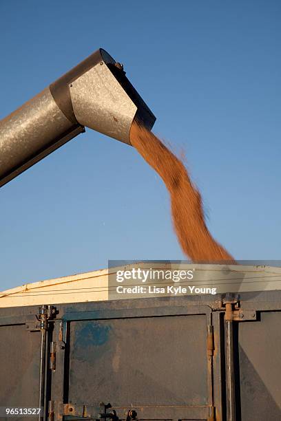 auger and grain - kyle thousand stock pictures, royalty-free photos & images