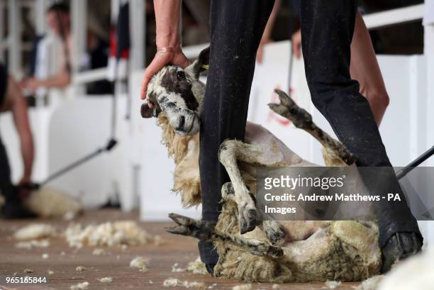 Sheep is sheared for the wool handling competition during the Royal Bath and West Show at the Bath and West Showground near Shepton Mallet in...