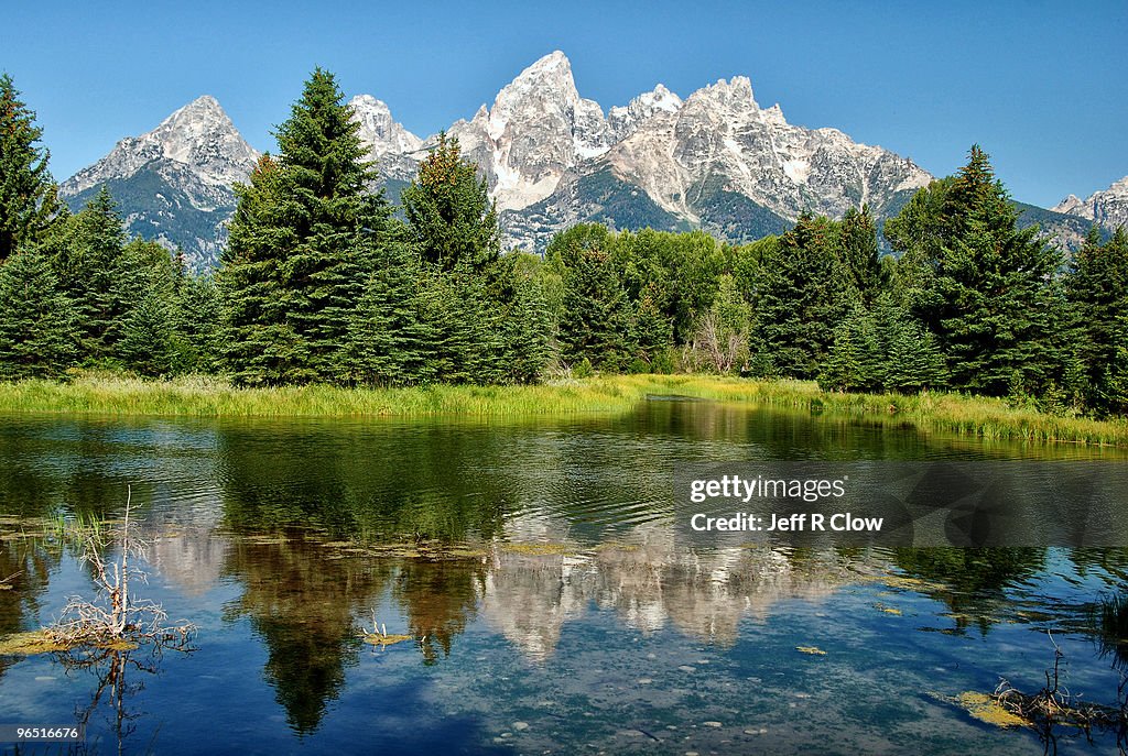 Schwabacher Beauty