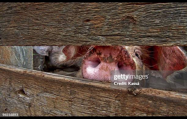 pig sticking nose through fence - pig snout stock-fotos und bilder