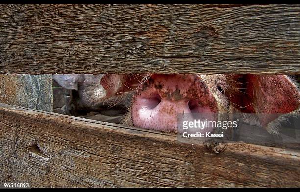 pig sticking nose through fence - snout 個照片及圖片檔