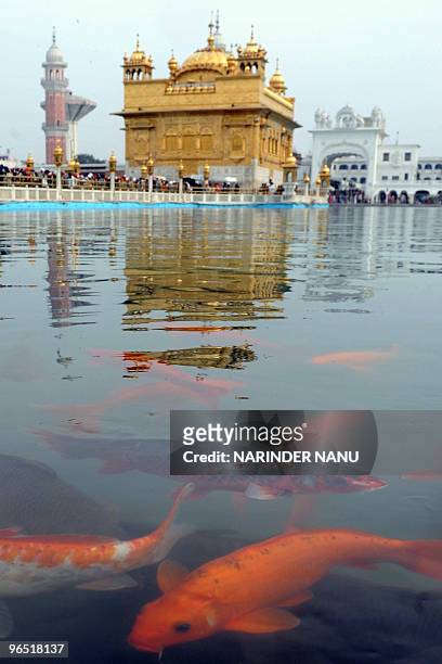 Fish swim by the Sikh shrine the Golden Temple in Amritsar on January 14, 2010. Maghi Mela follows the Lohri or harvest festival and commemorates...