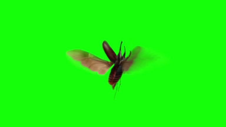 Kin Animation Isect Insect Animations for Compositing 동영상 (965204406) - 게티이미지뱅크