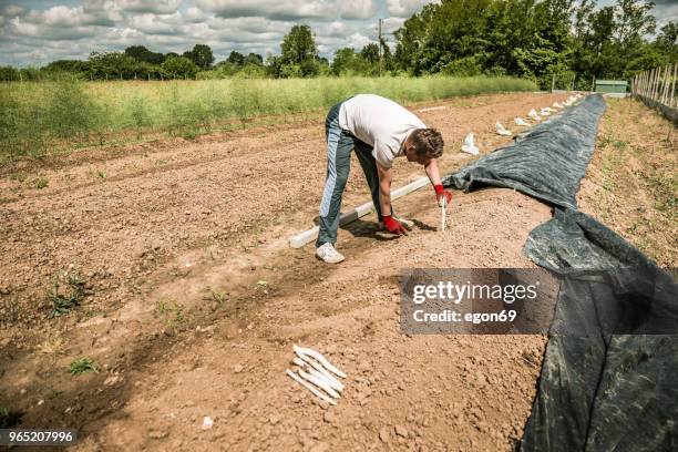 harvest white asparagus - asparagus stock pictures, royalty-free photos & images