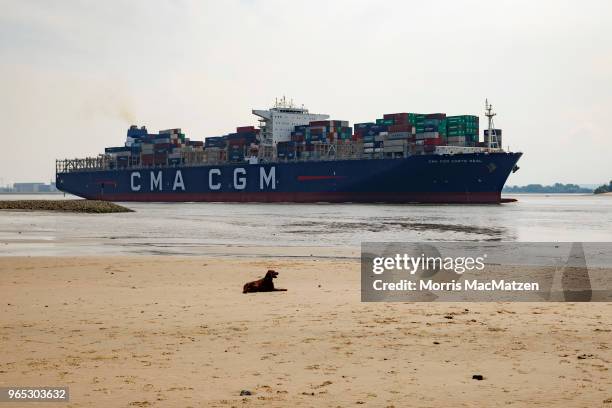 Dog sits on a beach as a container ship passes by on the Elbe River near Hamburg Port on June 1, 2018 in Hamburg, Germany. Shipping companies that...