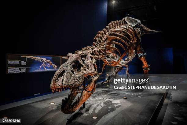Picture taken on June 1, 2018 shows a skeleton of a Tyrannosaurus Rex dinosaur displayed at the French National Museum of Natural History situated in...