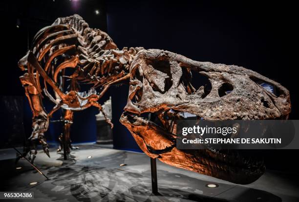 Picture taken on June 1, 2018 shows a skeleton of a Tyrannosaurus Rex dinosaur displayed at the French National Museum of Natural History situated in...