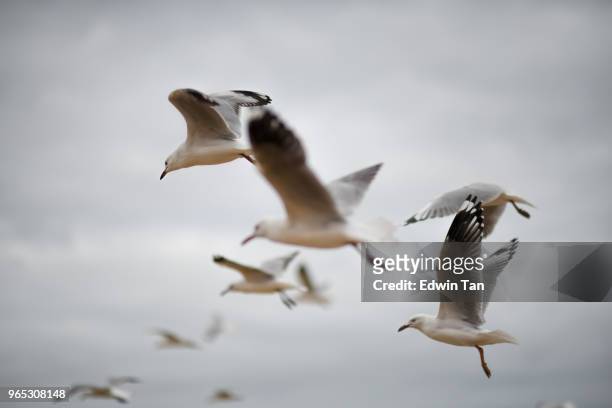 seagull cruising in the air near st kilda pier - webbed foot stock pictures, royalty-free photos & images