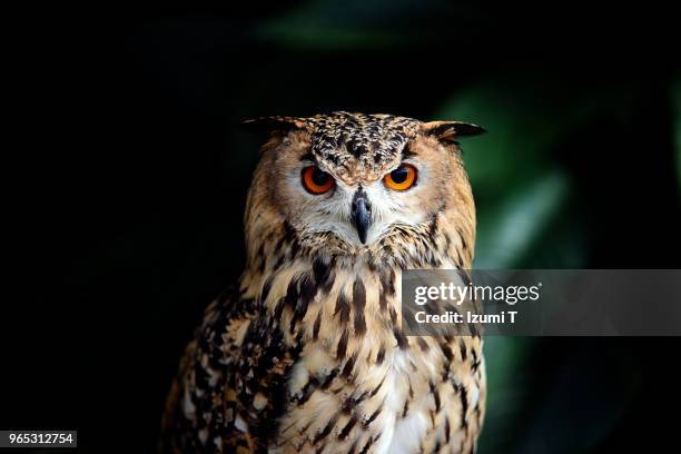 eurasian eagle owl - eule stock-fotos und bilder