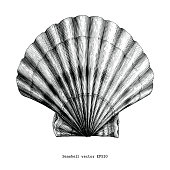 Scallops Seashell vintage clip art