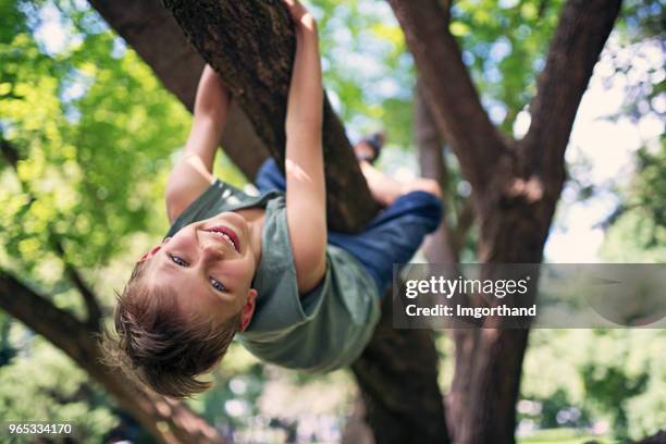 little boy climbing the tree - tree area stock pictures, royalty-free photos & images