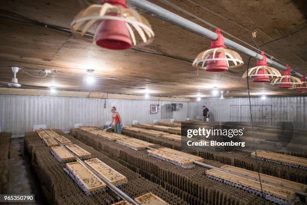 Worker fills cricket feed trays in the final grow room at Entomo Farms in Norwood, Ontario, Canada, on Tuesday, May 29, 2018. In April, Maple Leaf...