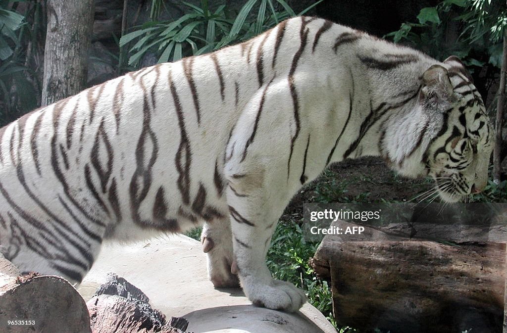 One of six white tigers from Nashville Z