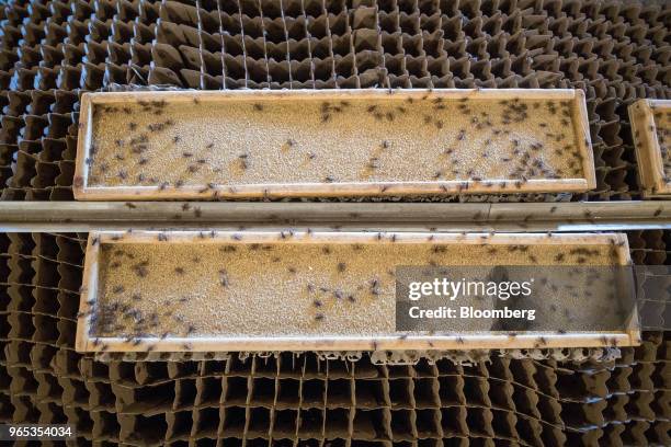 Crickets sit in feeder trays on top of a cardboard lattice in the final grow room at Entomo Farms in Norwood, Ontario, Canada, on Tuesday, May 29,...