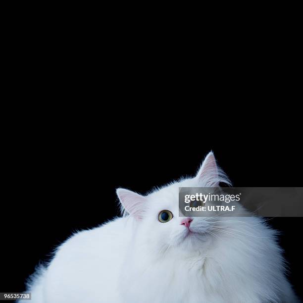 siberian cat - fluffy cat stock pictures, royalty-free photos & images