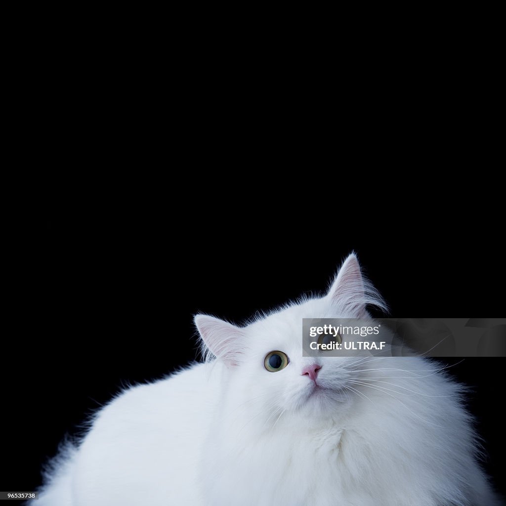 Siberian Cat