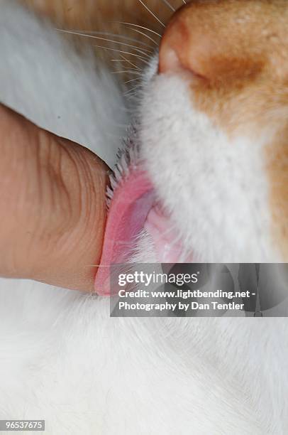 close up of cat licks - cat tongue stock pictures, royalty-free photos & images