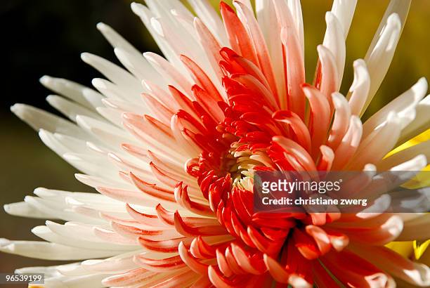 floral fireworks - zwerg stock pictures, royalty-free photos & images