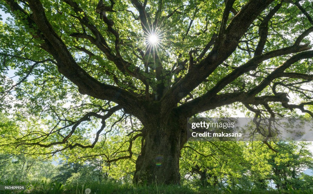 Majestic old oak giving shade to a spring meadow with the sun peeking through