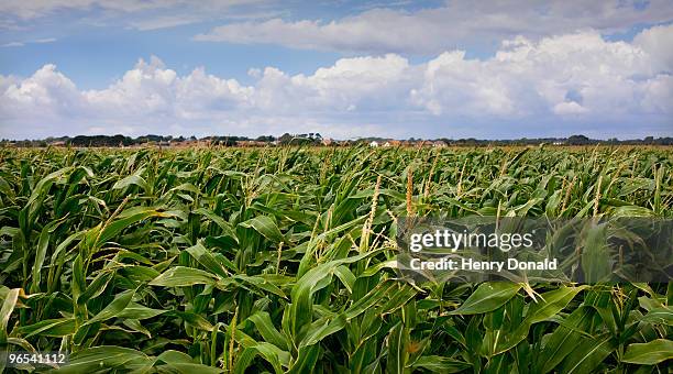 corn fields - keyhaven stock pictures, royalty-free photos & images