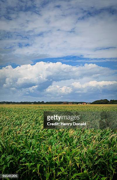 corn field - keyhaven photos et images de collection