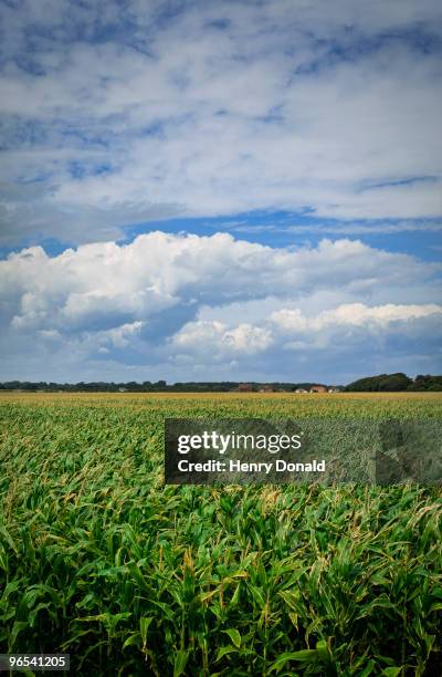 corn field - keyhaven stock pictures, royalty-free photos & images