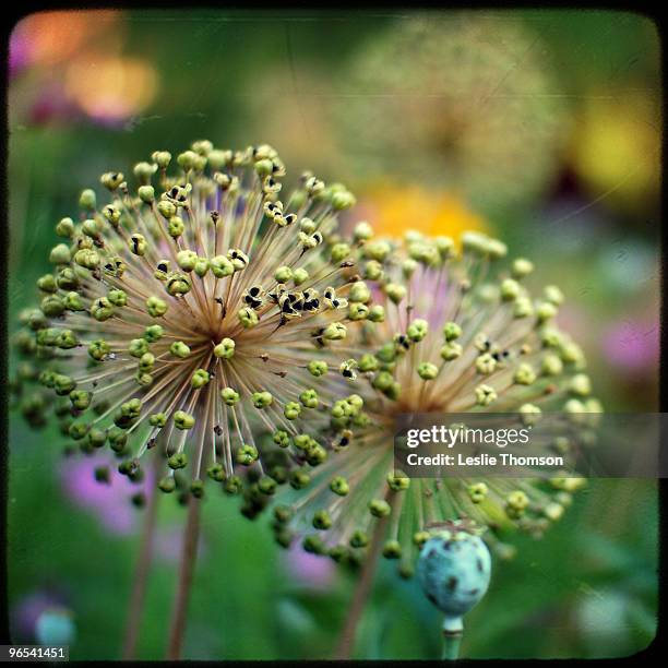 alliums - zierlauch stock-fotos und bilder