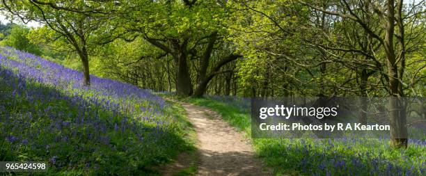 path through bluebells at roseberry topping, north york moors, england - image assemblée photos et images de collection