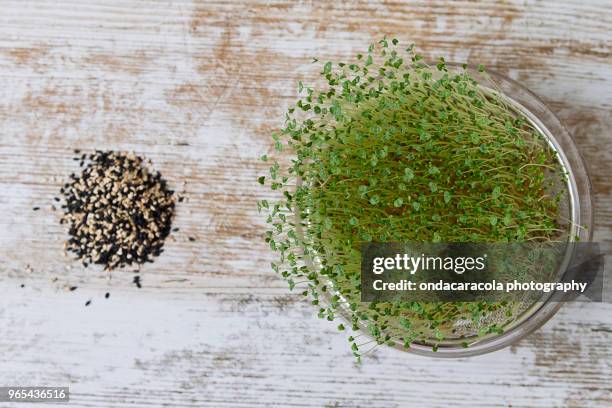 seed growing container with sprouts - bean sprout stock pictures, royalty-free photos & images