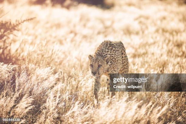 cheetah approaching in golden grass - grace tame stock pictures, royalty-free photos & images