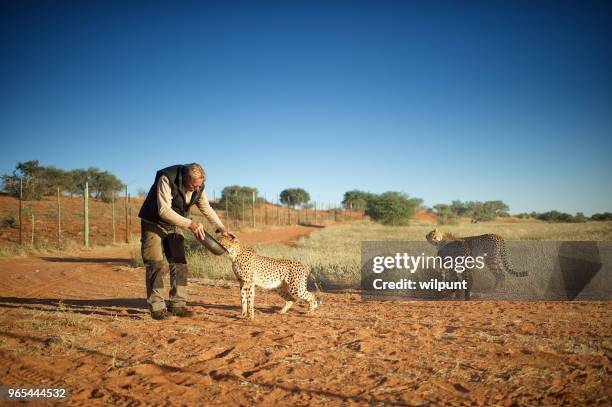 man feeding and touching cheetahs - gold safari animals stock pictures, royalty-free photos & images