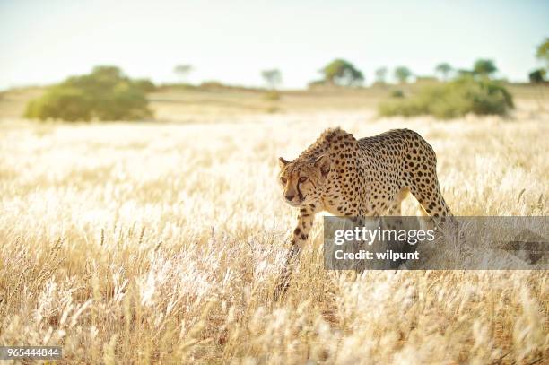 careful cheetah approaching in golden grass - grace tame stock pictures, royalty-free photos & images
