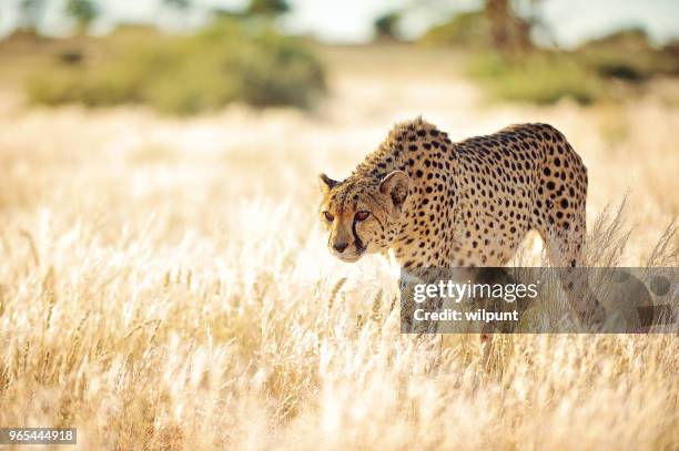 guépard s’approcher lentement dans l’herbe d’or - sapprocher photos et images de collection
