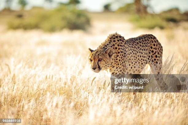 cheetah slowly approaching in golden grass - cheetah stock pictures, royalty-free photos & images