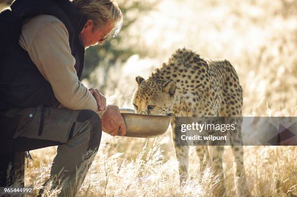 teil des menschen füttern und berühren einen gepard - tame stock-fotos und bilder