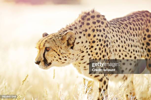 close up cheetah approaching in golden grass - grace tame stock pictures, royalty-free photos & images
