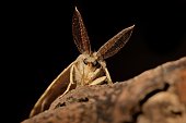 Gypsy Moth (Lymantria dispar) in the night